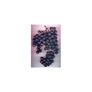 raisin noir alphonse lavallée